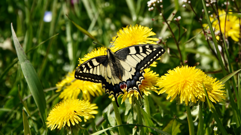 Schwalbenschwanzschmetterling sitzt auf einer leuchtend gelben Löwenzahnblüte