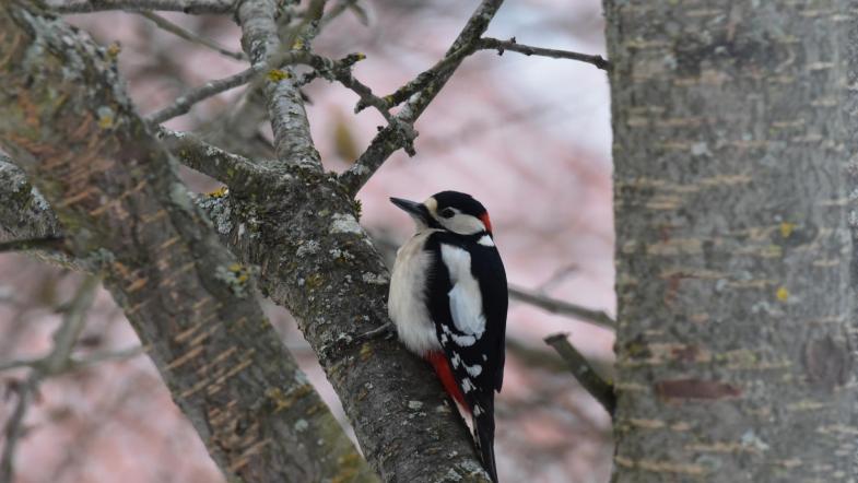 Ein Buntspecht auf einem Ast sitzend. 