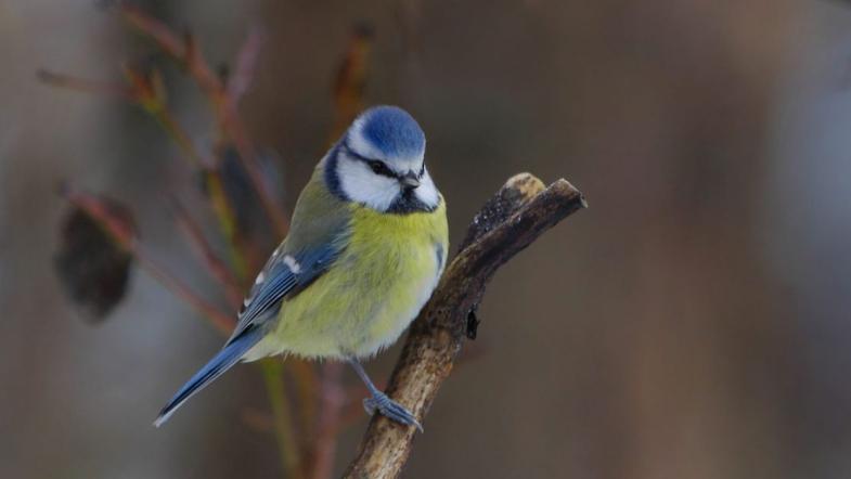 Blaumeise auf einem winterlichen Beerenstrauch