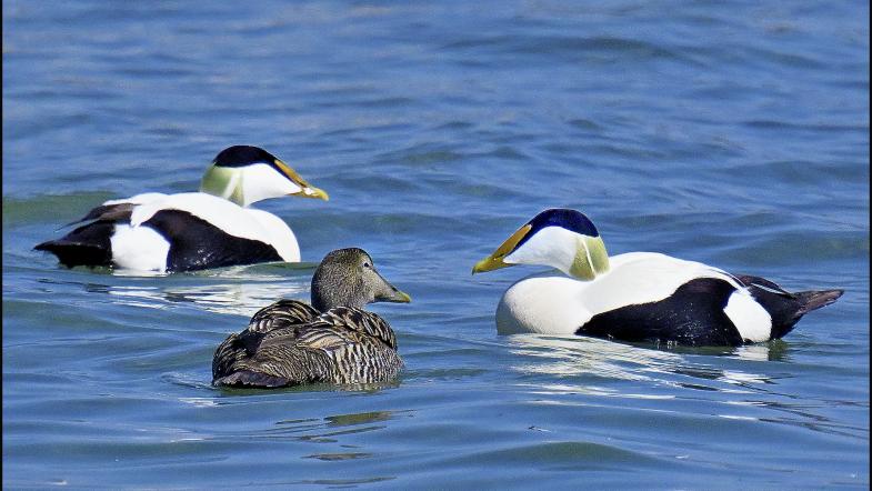 Drei schwimmende Eiderente, ein Weibchen und zwei Männchen