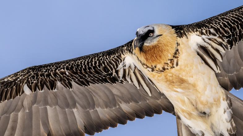 Fliegender Bartgeier, Nahaufnahme