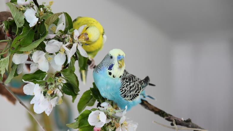 Zwei Wellensittiche auf einem Obstbaumast mit Blüten