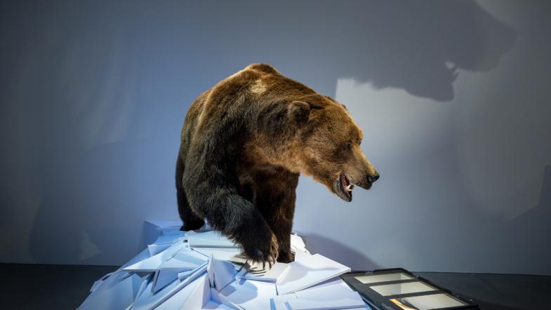 Höhlenbär im Naturmuseum St.Gallen