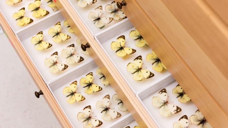 Schaukasten mit Schmetterlingen aus der ETH-Sammlung