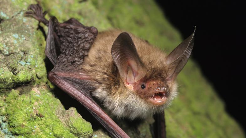 Eine sitzende Bechsteinfledermaus