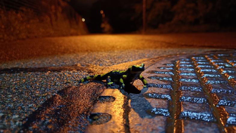 Feuersalamander auf einem Schachtdeckel in der Nacht