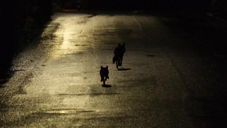 Zwei Rotfüchse laufen nachts auf der Strasse
