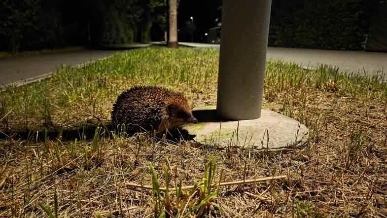 Ein Igel, der Nachts im Quartier unterwegs ist. 