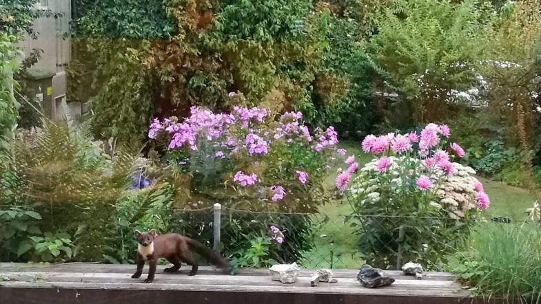 Baummarder in einem Garten