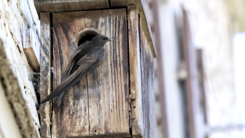 Nichoir à martinets