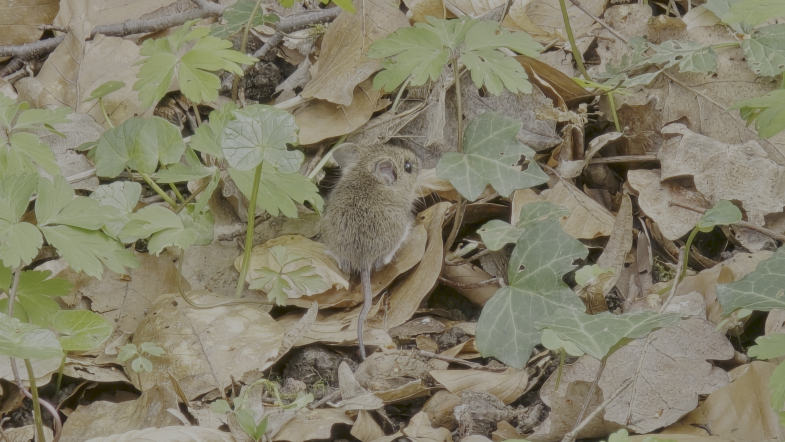 Waldmaus im Laub