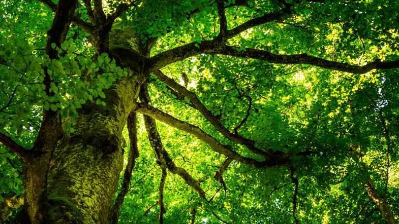 Buche (Fagus sylvatica)