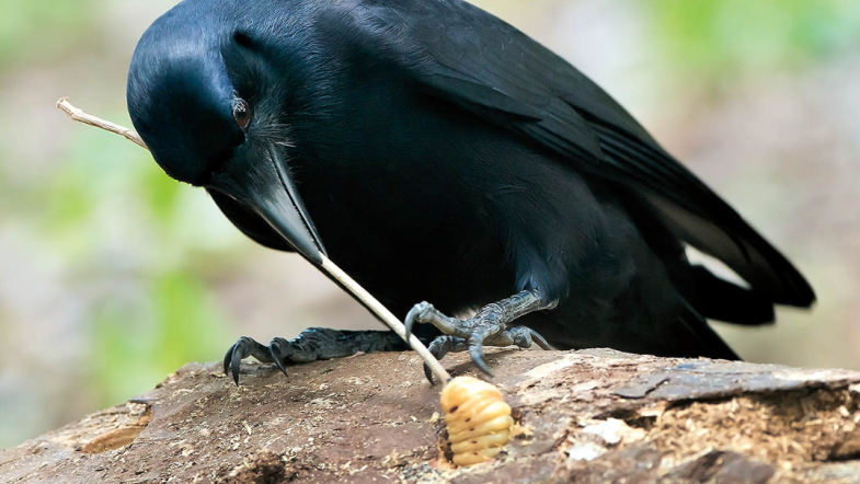 Corbeau_Utilisation d'outil