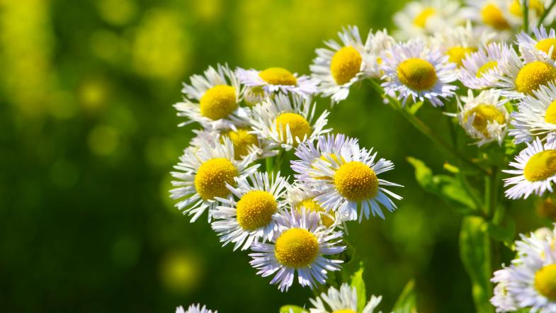 Einjährige Berufkraut