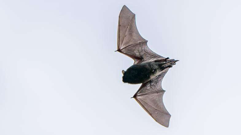Fledermaus