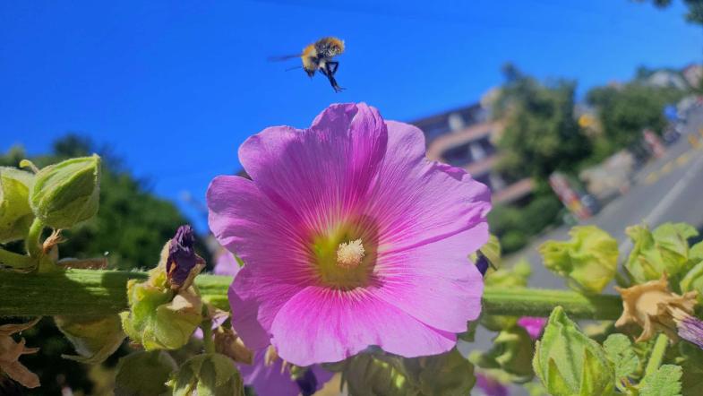Bombus humilis/muscorum/pascuorum