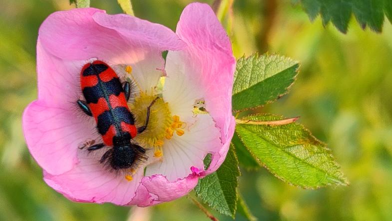Zottiger Bienenkäfer auf pinker Blüte