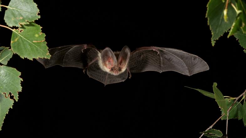 Langohrfledermaus im Flug