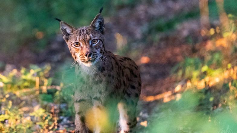 Luchs