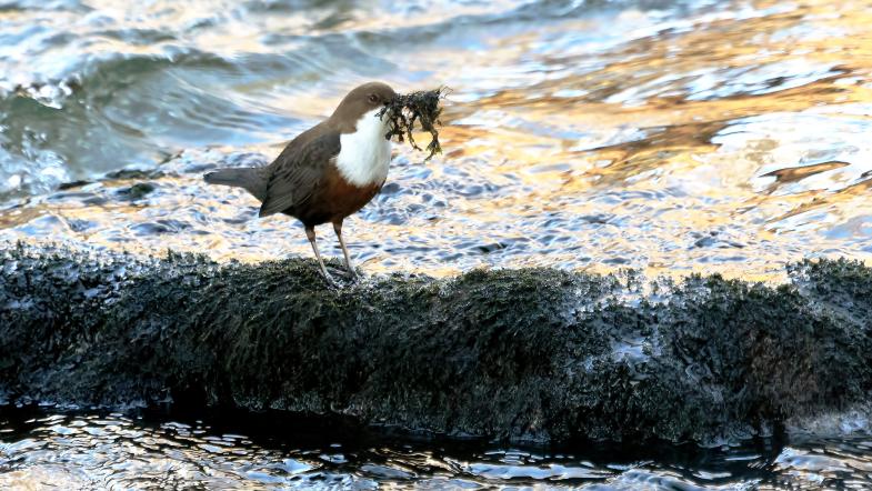 Wasseramsel mit Nistmaterial im Schnabel