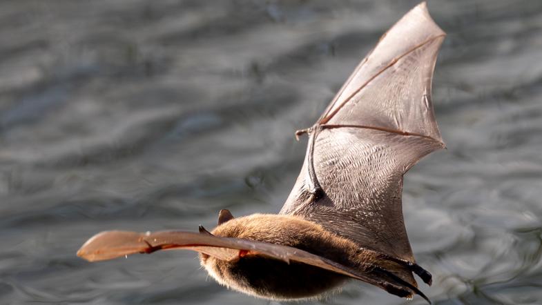 Wasserfledermaus