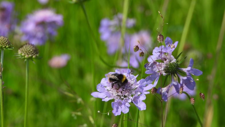Wiesenhummel beim Blütenbesuch