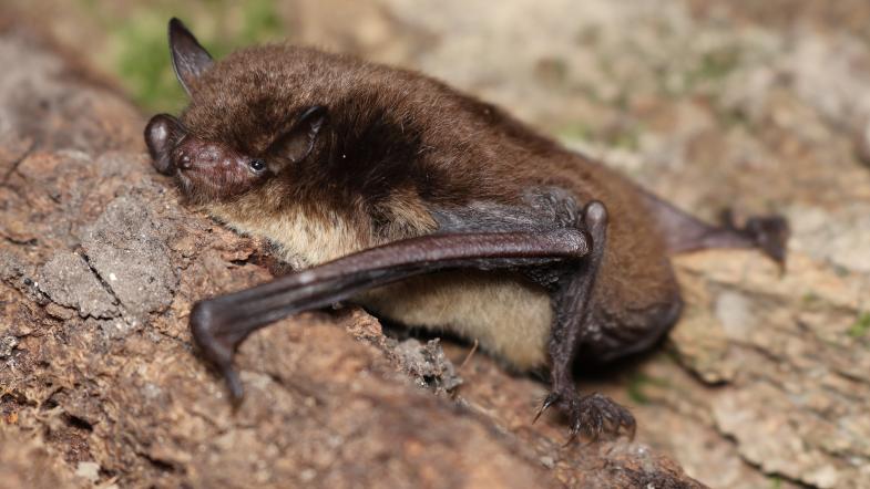 Wasserfledermaus auf Holz
