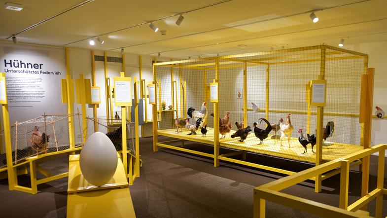 Einblick in die Ausstellung im Naturmuseum Solothurn