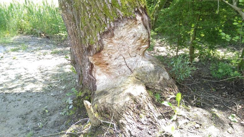 Angenagter Baum
