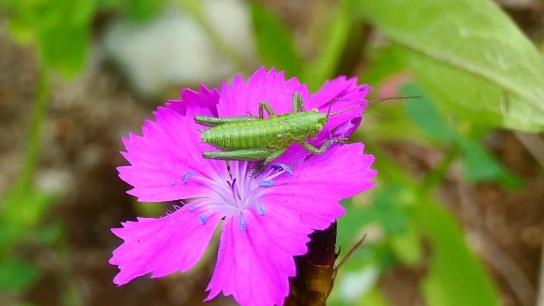 Grüne Heuschrecke auf pinker Blüte