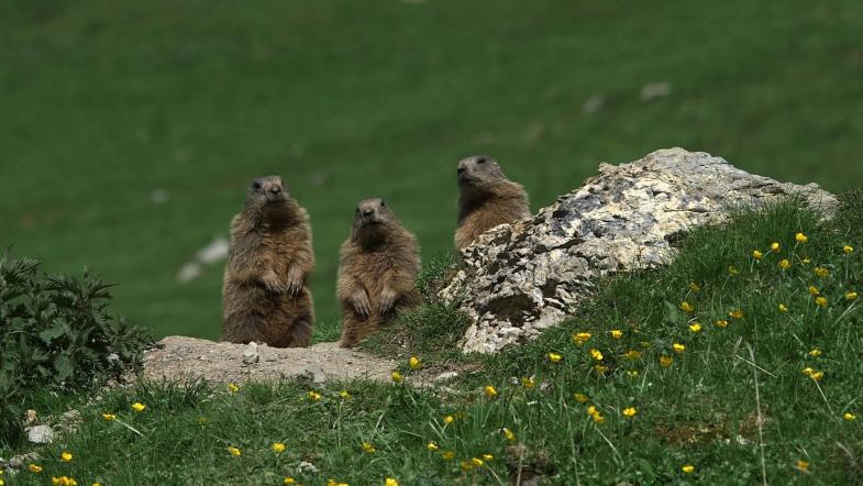 Drei Murmeltiere in einer Reihe auf einer Bergwiese