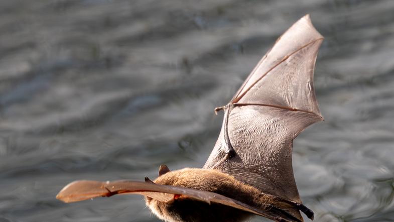 Wasserfledermaus im Flug