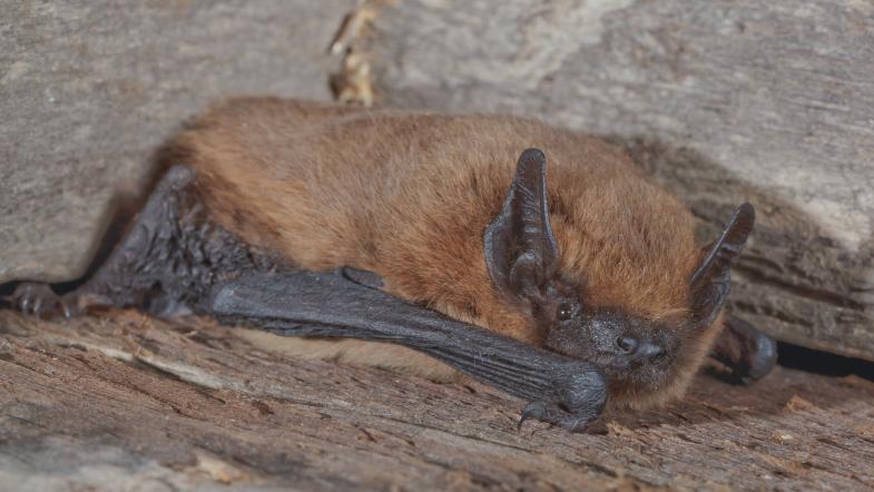 Fledermaus auf Holz vor Steinwand
