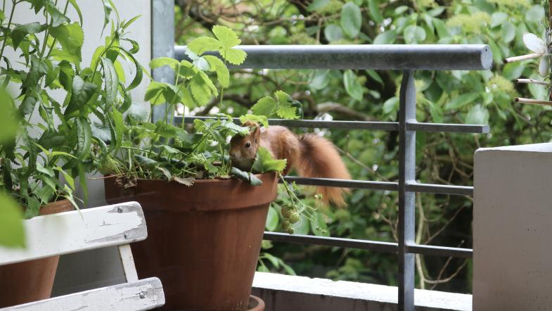 Eichhörnchen in Bluemntopf auf Balkon