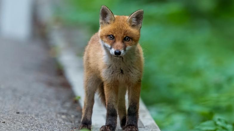 Ein junger Fuchs steht auf der Seite eines Gehwegs und blickt in die Kamera