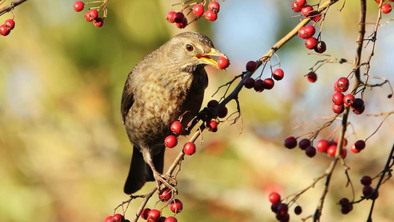 Amsel mit Beere auf Zweig
