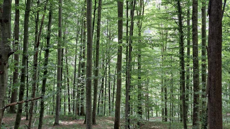 Wald
