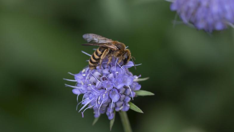 Wildbiene auf lilafarbener Blüte