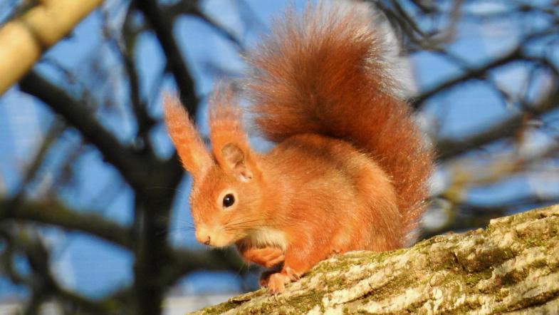 Eichhörnchen auf Baum