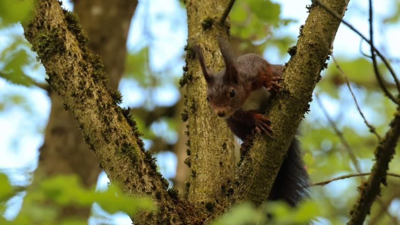 Eichhörnchen in Baum