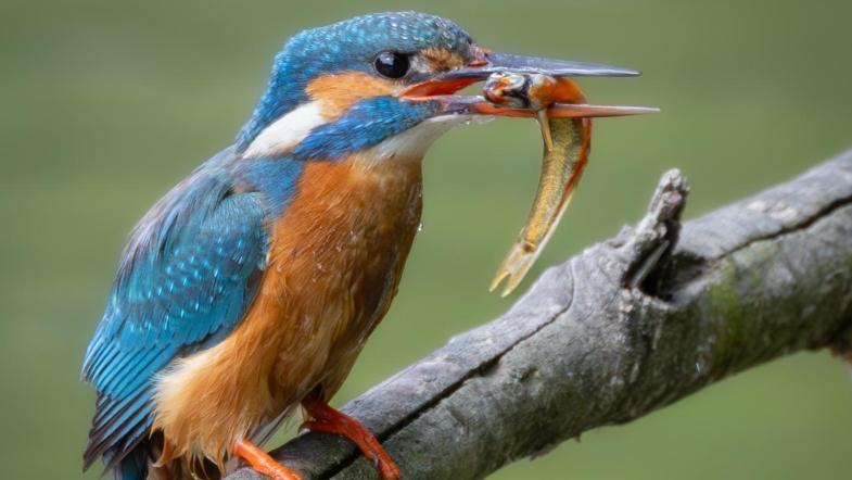 Eisvogel mit Fisch im Schnabel