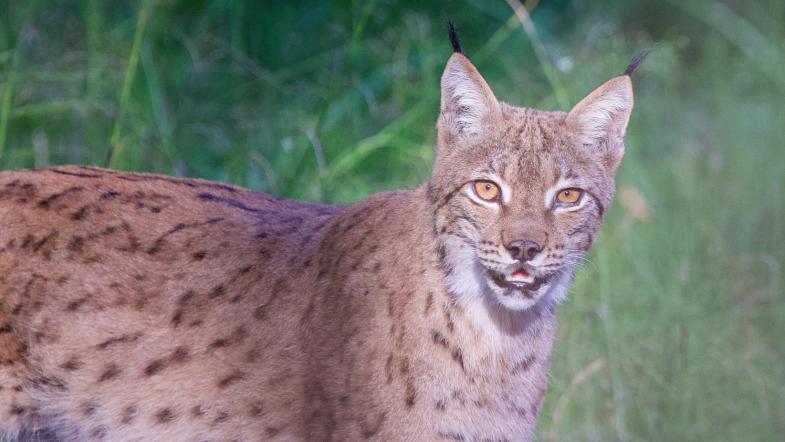 Luchs blickt auf Wiese in Kamera
