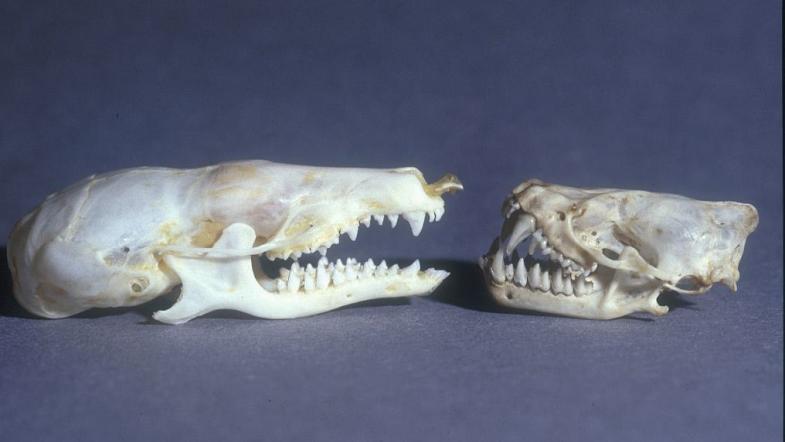 2 Tierschädel vor blauem Hintergrund
