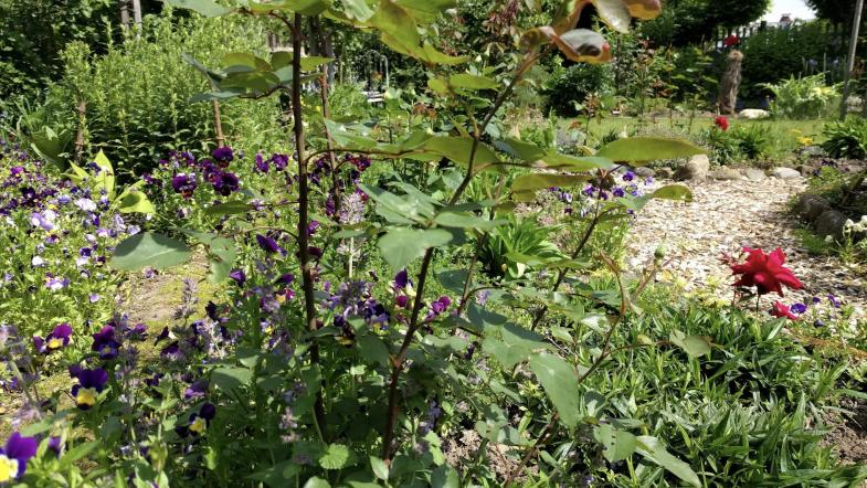 Blumen in Garten