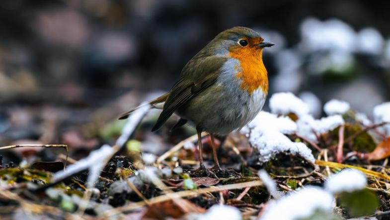 Rotkehlchen auf schneebedecktem Waldboden