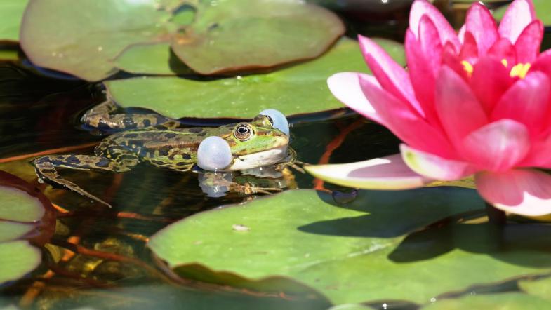 Wasserfrosch neben Seerose