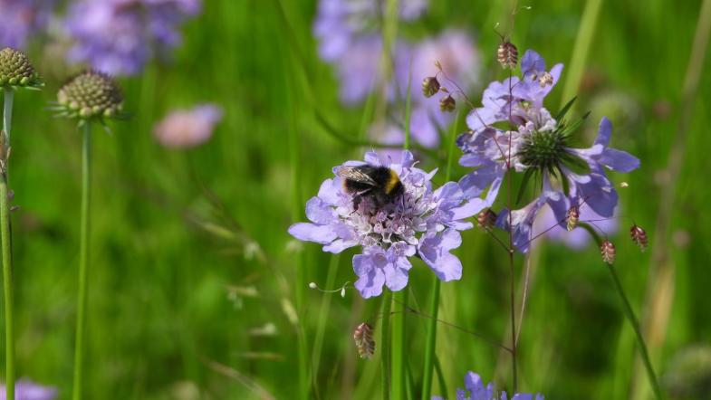Wiesenhummel auf Blüte