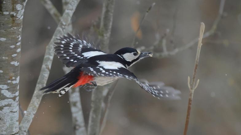 Buntspecht im Flug 