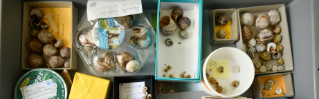 Schneckenhäuschen, die im Rahmen des Projekts an das Naturmuseum Wallis gesendet wurden.