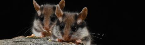 zwei Gartenschläfer in einem Estrich